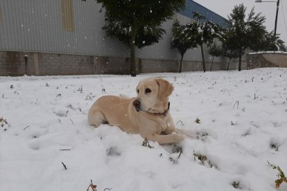 ¡Perros, gatos, canarios, conejos...presentanos a tu mascota!