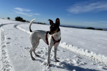¡Perros, gatos, canarios, conejos...presentanos a tu mascota!