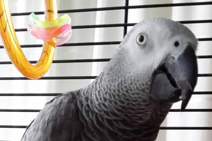 ¡Perros, gatos, canarios, conejos...presentanos a tu mascota!