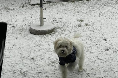 ¡Perros, gatos, canarios, conejos...presentanos a tu mascota!