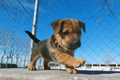 ¡Perros, gatos, canarios, conejos...presentanos a tu mascota!