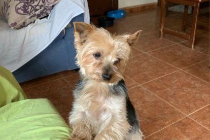 ¡Perros, gatos, canarios, conejos...presentanos a tu mascota!