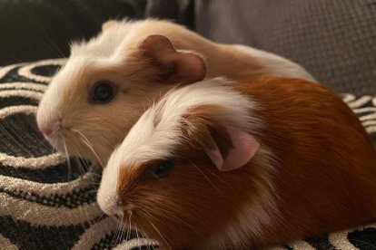 ¡Perros, gatos, canarios, conejos...presentanos a tu mascota!
