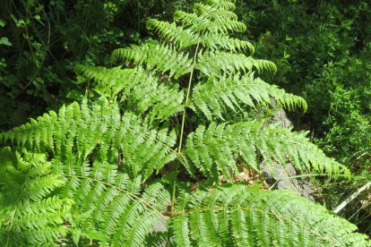 Envia'ns fotos relacionades amb l'estiu i guanya una estada a l'Hotel Castellarnau d'Escaló (Pallars Sobirà).