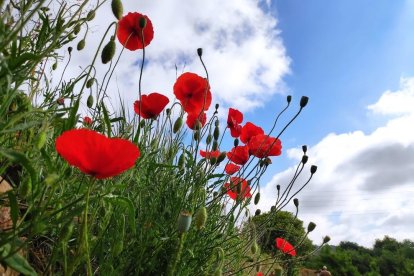 Envia'ns fotos relacionades amb l'estiu i guanya una estada a l'Hotel Castellarnau d'Escaló (Pallars Sobirà).