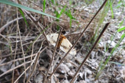 Envia'ns fotos relacionades amb l'estiu i guanya una estada a l'Hotel Castellarnau d'Escaló (Pallars Sobirà).