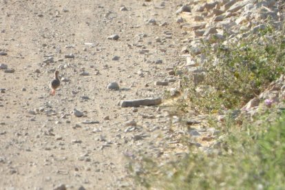 Envia'ns fotos relacionades amb l'estiu i guanya una estada a l'Hotel Castellarnau d'Escaló (Pallars Sobirà).
