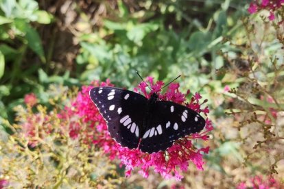 Envia'ns fotos relacionades amb l'estiu i guanya una estada a l'Hotel Castellarnau d'Escaló (Pallars Sobirà).