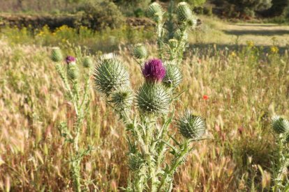 Envia'ns fotos relacionades amb l'estiu i guanya una estada a l'Hotel Castellarnau d'Escaló (Pallars Sobirà).