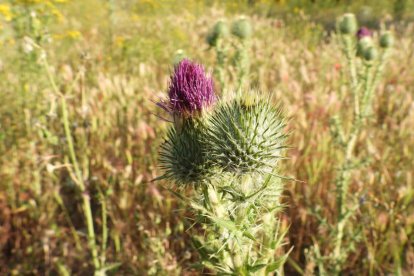 Envia'ns fotos relacionades amb l'estiu i guanya una estada a l'Hotel Castellarnau d'Escaló (Pallars Sobirà).