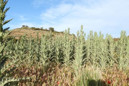 Envia'ns fotos relacionades amb l'estiu i guanya una estada a l'Hotel Castellarnau d'Escaló (Pallars Sobirà).
