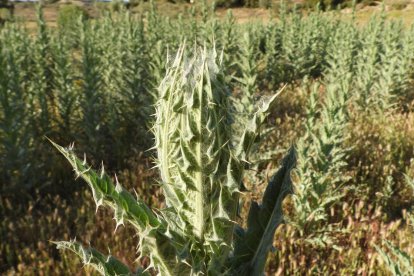 Envia'ns fotos relacionades amb l'estiu i guanya una estada a l'Hotel Castellarnau d'Escaló (Pallars Sobirà).