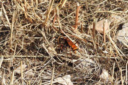Envia'ns fotos relacionades amb l'estiu i guanya una estada a l'Hotel Castellarnau d'Escaló (Pallars Sobirà).