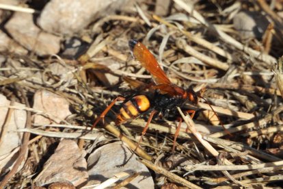 Envia'ns fotos relacionades amb l'estiu i guanya una estada a l'Hotel Castellarnau d'Escaló (Pallars Sobirà).