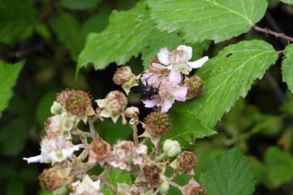 Envia'ns fotos relacionades amb l'estiu i guanya una estada a l'Hotel Castellarnau d'Escaló (Pallars Sobirà).