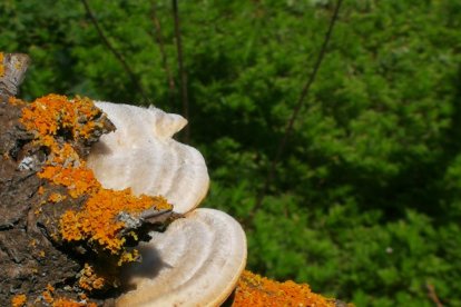 Farners Casas Fontcuberta