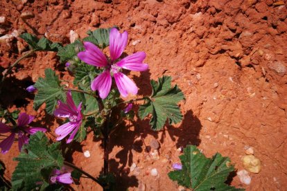 Farners Casas Fontcuberta