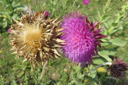 Envia'ns fotos relacionades amb l'estiu i guanya una estada a l'Hotel Castellarnau d'Escaló (Pallars Sobirà).