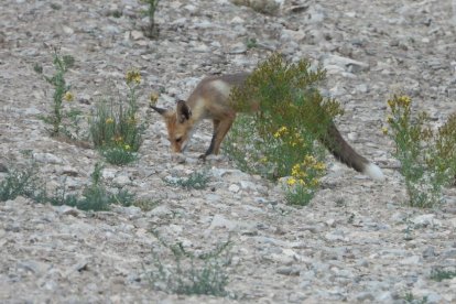 Envia'ns fotos relacionades amb l'estiu i guanya una estada a l'Hotel Castellarnau d'Escaló (Pallars Sobirà).