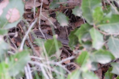 Envia'ns fotos relacionades amb l'estiu i guanya una estada a l'Hotel Castellarnau d'Escaló (Pallars Sobirà).