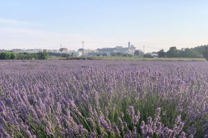 Envia'ns fotos relacionades amb l'estiu i guanya una estada a l'Hotel Castellarnau d'Escaló (Pallars Sobirà).
