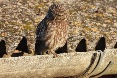 Envia'ns fotos relacionades amb l'estiu i guanya una estada a l'Hotel Castellarnau d'Escaló (Pallars Sobirà).