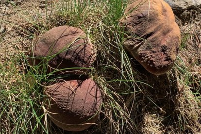 Envia'ns fotos relacionades amb l'estiu i guanya una estada a l'Hotel Castellarnau d'Escaló (Pallars Sobirà).