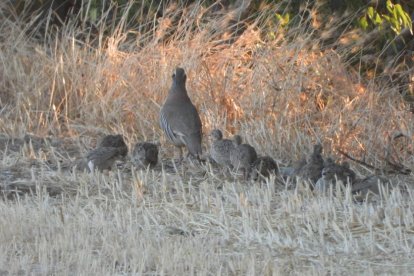Envia'ns fotos relacionades amb l'estiu i guanya una estada a l'Hotel Castellarnau d'Escaló (Pallars Sobirà).