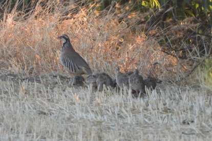 Envia'ns fotos relacionades amb l'estiu i guanya una estada a l'Hotel Castellarnau d'Escaló (Pallars Sobirà).