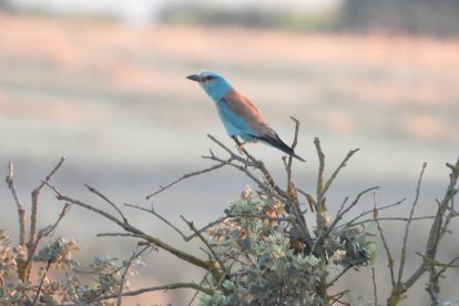 Envia'ns fotos relacionades amb l'estiu i guanya una estada a l'Hotel Castellarnau d'Escaló (Pallars Sobirà).