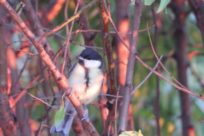 Envia'ns fotos relacionades amb l'estiu i guanya una estada a l'Hotel Castellarnau d'Escaló (Pallars Sobirà).