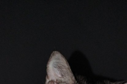 ¡Perros, gatos, canarios, conills...preséntanos a tu mascota!