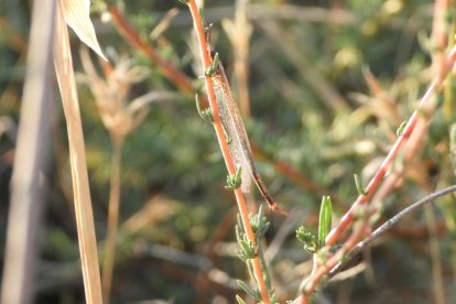 Envia'ns fotos relacionades amb l'estiu i guanya una estada a l'Hotel Castellarnau d'Escaló (Pallars Sobirà).