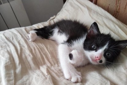 ¡Perros, gatos, canarios, conills...preséntanos a tu mascota!