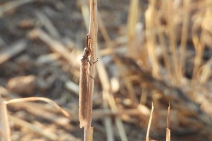 Envia'ns fotos relacionades amb l'estiu i guanya una estada a l'Hotel Castellarnau d'Escaló (Pallars Sobirà).