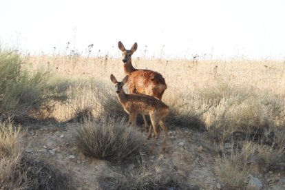 Envia'ns fotos relacionades amb l'estiu i guanya una estada a l'Hotel Castellarnau d'Escaló (Pallars Sobirà).