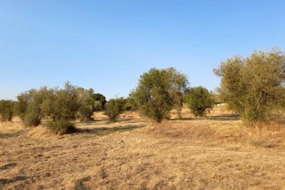 Envia'ns fotos relacionades amb l'estiu i guanya una estada a l'Hotel Castellarnau d'Escaló (Pallars Sobirà).