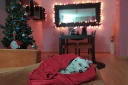 JUDIT PIQUERAS CARRASCOSA