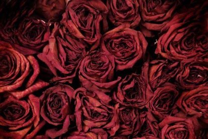 Aquestes són les imatges que ens heu enviat del vostre Sant Jordi confinat. Participa enviant-nos els teves imatges a través de les nostres xarxes socials o a través del correu segrecom@segre.com