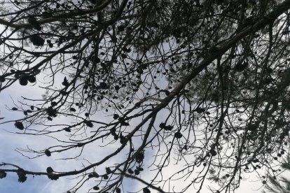 El fred, la boira i la neu... l'hivern ja és aquí!