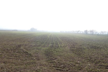 El fred, la boira i la neu... l'hivern ja és aquí!