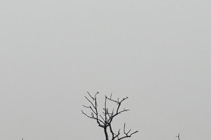 El fred, la boira i la neu... l'hivern ja és aquí!