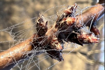 El fred, la boira i la neu... l'hivern ja és aquí!