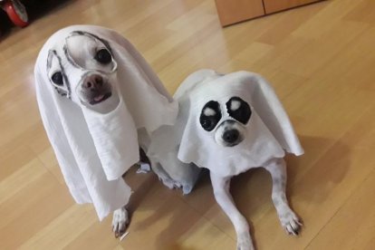 Gossos, gats, canaris, conills,...presenta'ns a la teva mascota!