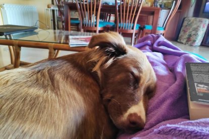 Gossos, gats, canaris, conills,...presenta'ns a la teva mascota!