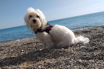 Gossos, gats, canaris, conills,...presenta'ns a la teva mascota!