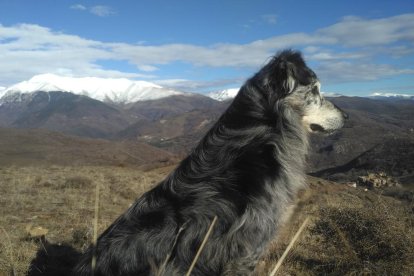 Gossos, gats, canaris, conills,...presenta'ns a la teva mascota!