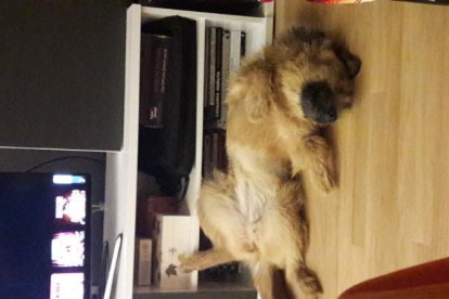 Gossos, gats, canaris, conills,...presenta'ns a la teva mascota!