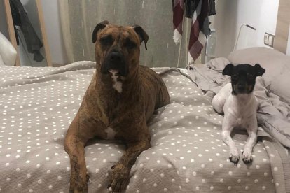 Gossos, gats, canaris, conills,...presenta'ns a la teva mascota!