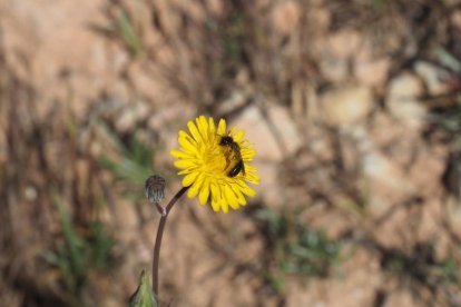 ¡Seguimos recibiendo fotos de árboles en flor, campos verdes y buen tiempo...ya está aquí la primavera!
